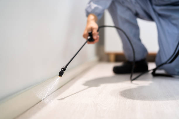 Certified termite inspector examining foundation in Knik-Fairview